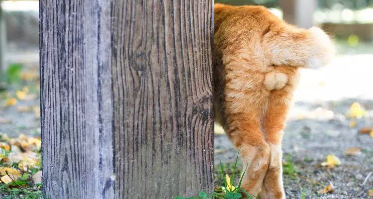 como-saber-o-sexo-do-gato-02 - cópia.png