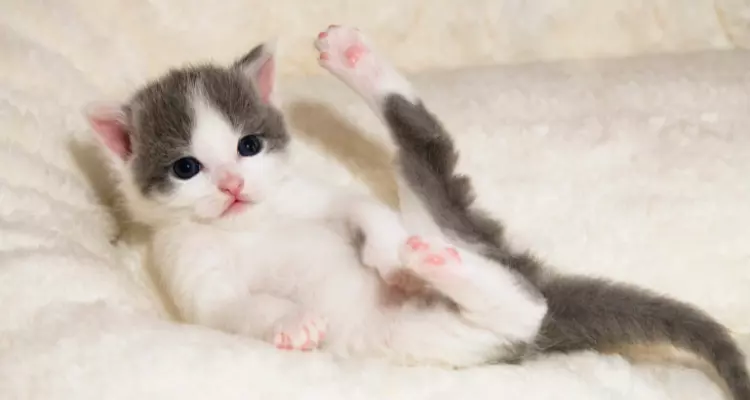 como-saber-o-sexo-do-gato-04.png