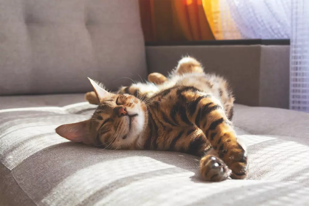 como-saber-sexo-do-gato-00 - cópia.jpg