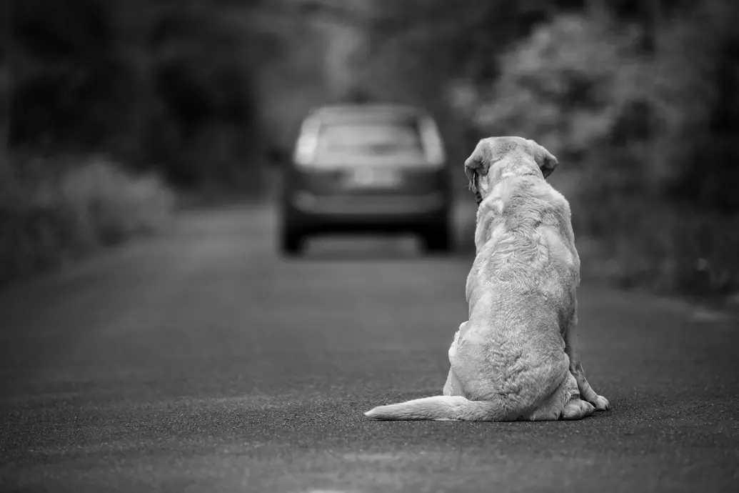 dezembro-verde-animais-abandonados-00 - cópia.jpg