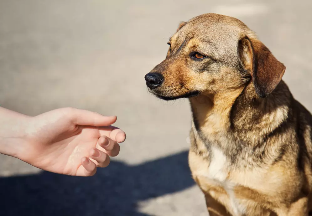 dezembro-verde-animais-abandonados-01 - cópia 2.jpg